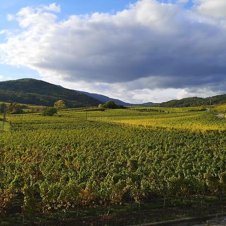 Apartament Cocon De Caractere Au Coeur Des Vignes Alsaciennes Bergheim Zewnętrze zdjęcie